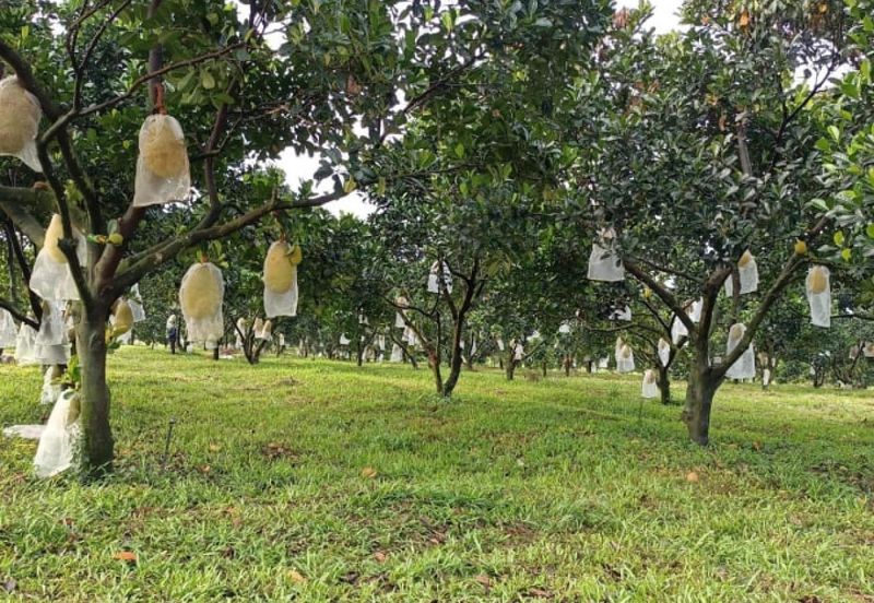 Mantin, Seremban, Negeri Sembilan Mantin Agricultural Land for Sale Main Road Freehold