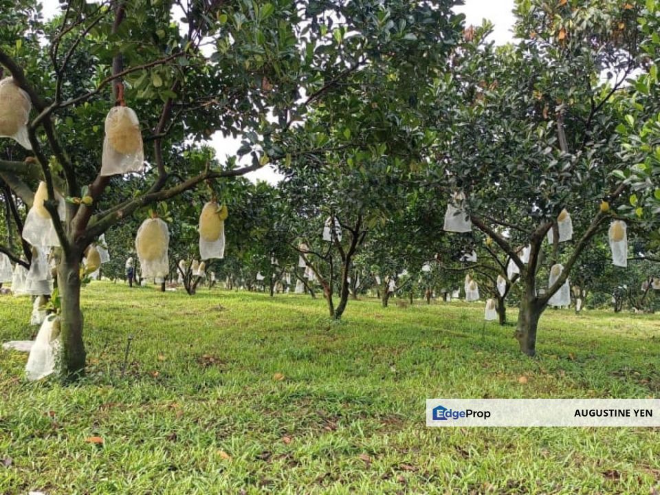 Mantin, Seremban, Negeri Sembilan Mantin Agricultural Land for Sale Main Road Freehold, Negeri Sembilan, Mantin