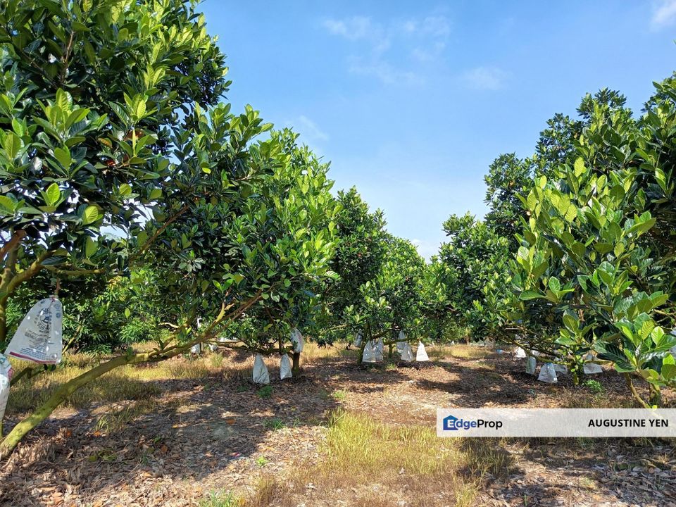 Mantin, Seremban, Negeri Sembilan Mantin Agricultural Land for Sale Main Road Freehold, Negeri Sembilan, Mantin