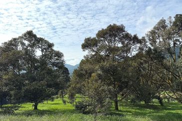 Kampung Mantin Dalam