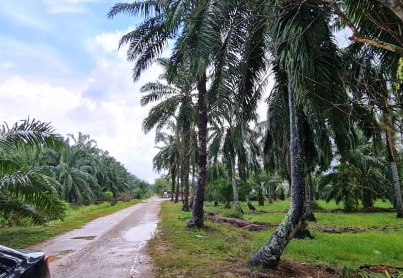 Batang Berjuntai @ Bestari Jaya