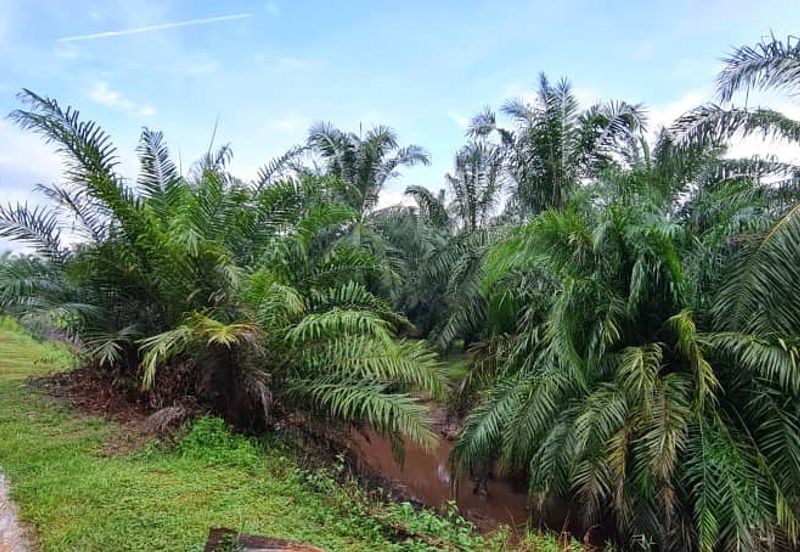 Batang Berjuntai @ Bestari Jaya