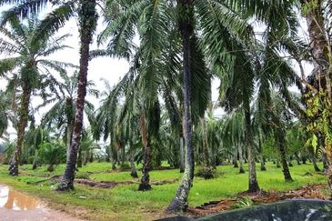 Batang Berjuntai @ Bestari Jaya