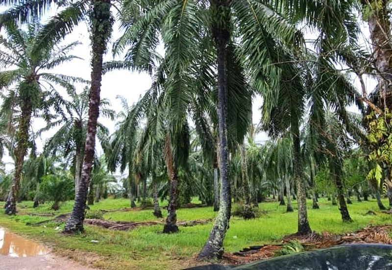 Batang Berjuntai @ Bestari Jaya