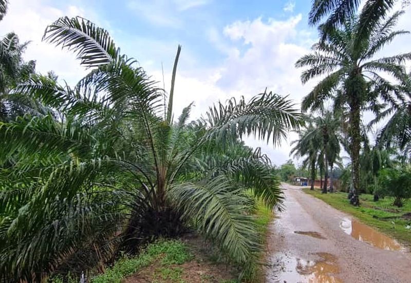 Batang Berjuntai @ Bestari Jaya