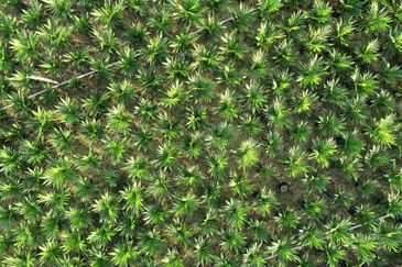 Residential Land Freehold Kerdau Temerloh