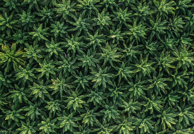 Residential Land Freehold Kerdau Temerloh