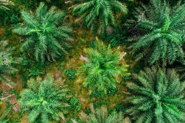 Residential Land Freehold Kerdau Temerloh