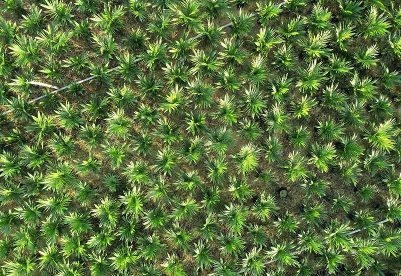 Agriculture Land For Rental Kerdau Temerloh 