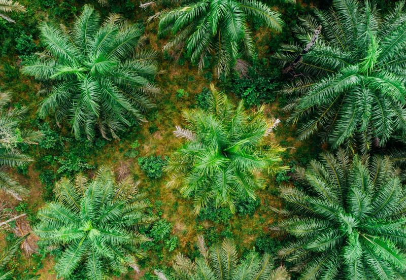 Agriculture Land For Rental Kerdau Temerloh 