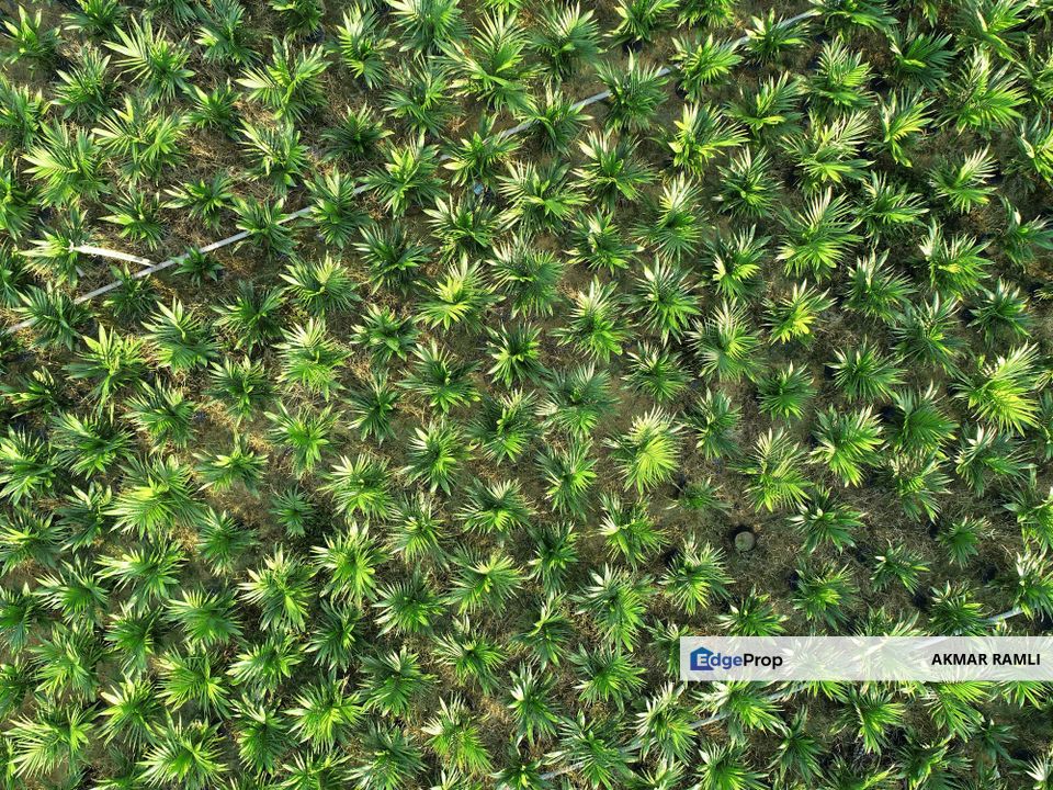Agriculture Land in Kerdau Temerloh, Pahang, Temerloh