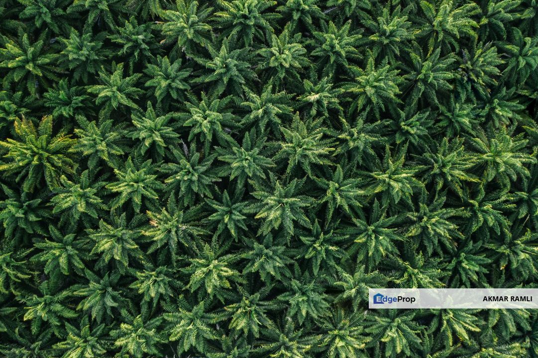 Agriculture Land in Kerdau Temerloh, Pahang, Temerloh