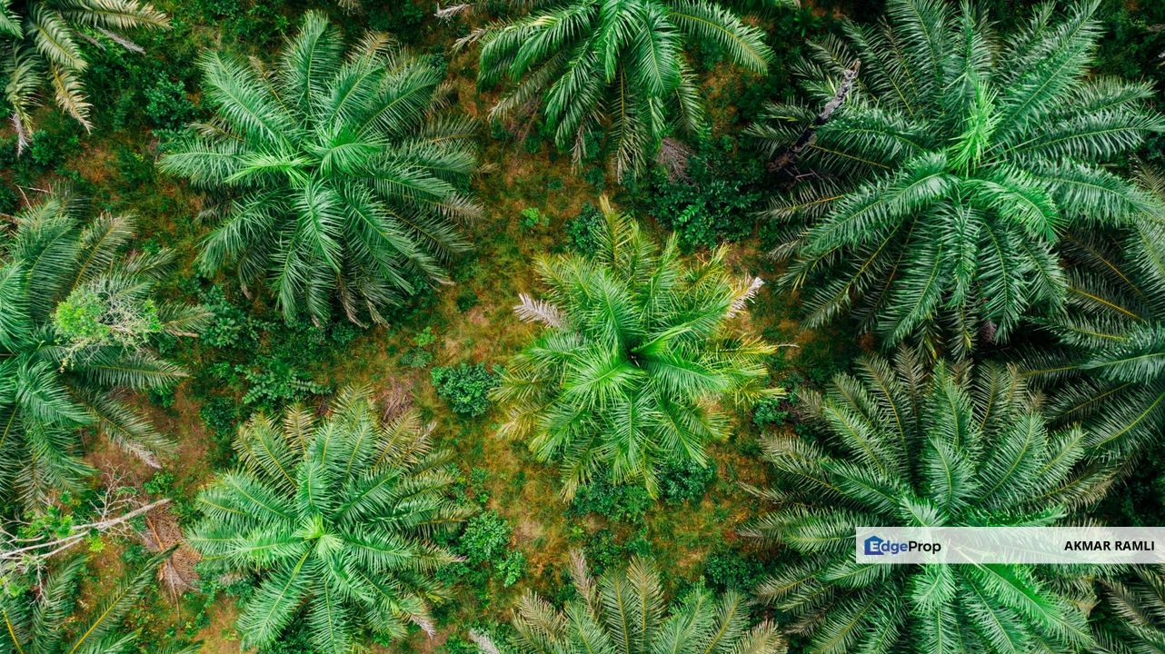 Agriculture Land in Kerdau Temerloh, Pahang, Temerloh