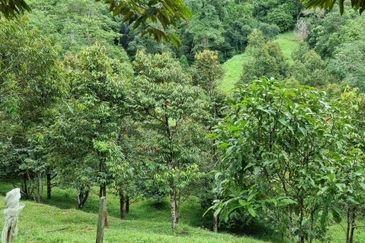 Tanah Kebun 3.02 Ekar Kampung Kapal, Lenggeng, Negeri Sembilan
