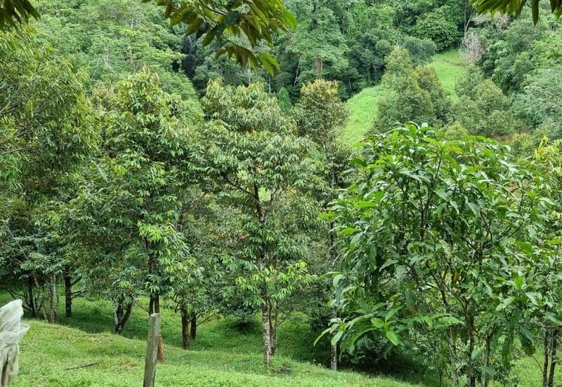 Tanah Kebun 3.02 Ekar Kampung Kapal, Lenggeng, Negeri Sembilan