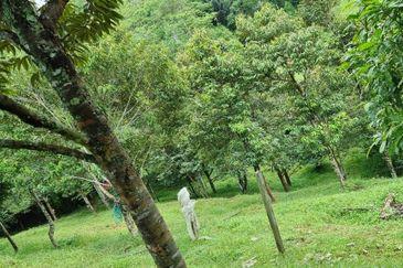 Tanah Kebun 3.02 Ekar Kampung Kapal, Lenggeng, Negeri Sembilan