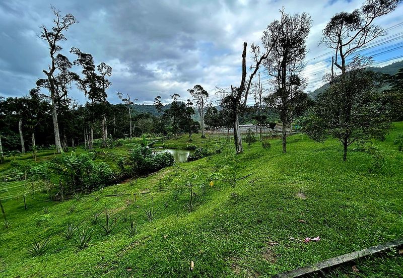 Kampung Baru Broga