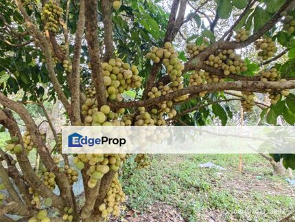 Agriculture land with musang king (old tree), langsat, pulasan, rambutan near broga, semenyih for sale, Negeri Sembilan, Seremban