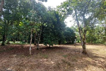 Tanah Pertanian Ada Akses Sesuai Utk Buat Kebun atau Glamping Site 