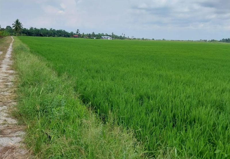 Tanah Sawah Parit 9, Sungai Besar, Selangor