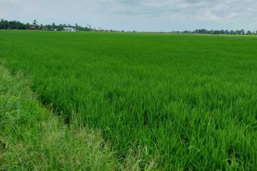 Tanah Sawah Parit 9, Sungai Besar, Selangor