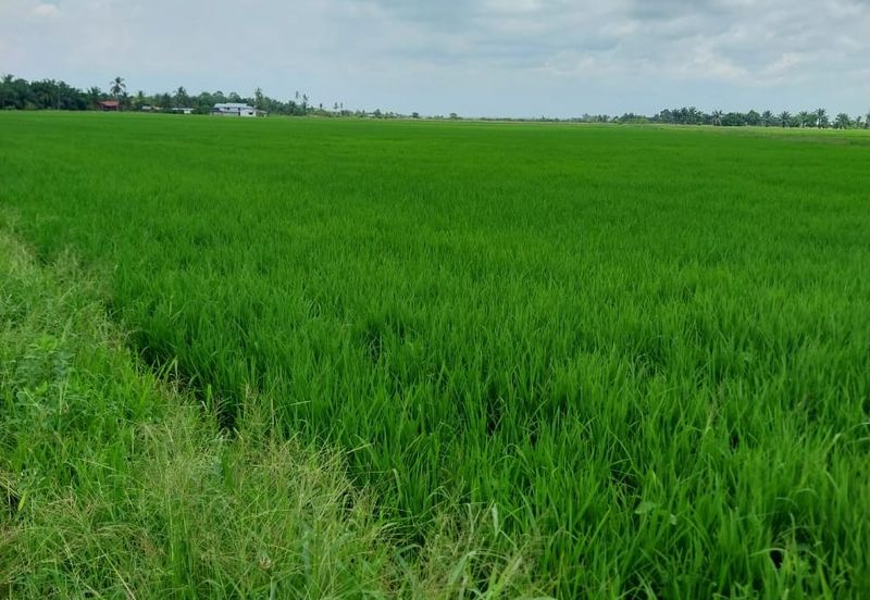 Tanah Sawah Parit 9, Sungai Besar, Selangor