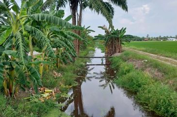 Tanah Sawah Parit 9, Sungai Besar, Selangor