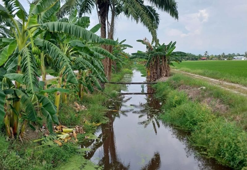 Tanah Sawah Parit 9, Sungai Besar, Selangor
