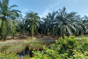1.4 Acre Agriculture Land Parit Mahang, Ijok Selangor