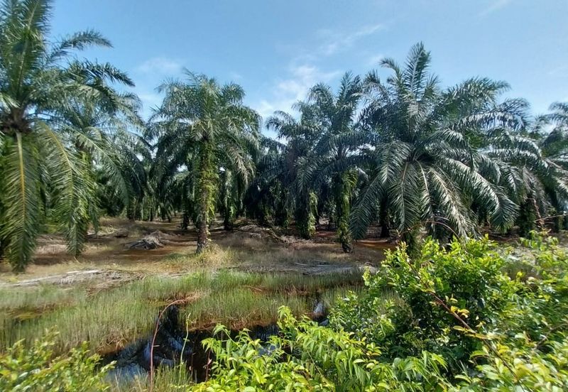 1.4 Acre Agriculture Land Parit Mahang, Ijok Selangor