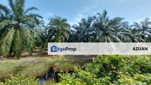 1.4 Acre Agriculture Land Parit Mahang, Ijok Selangor, Selangor, Kuala Selangor