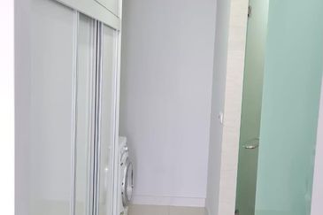 Cyperus @ Tropicana Gardens