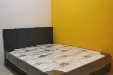 Evergreen Park Acorn and Hazel