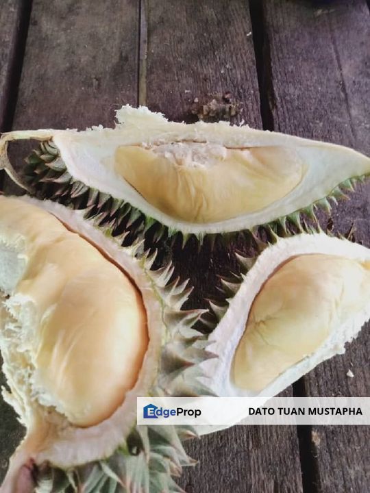 Dusun Buah-buahan di Langkawi Kedah, Kedah, Langkawi
