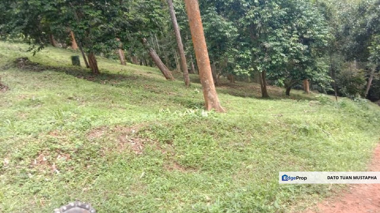 Dusun Buah-buahan di Langkawi Kedah, Kedah, Langkawi