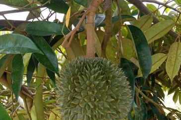 Dusun Durian Perak Manong Untuk Dijual