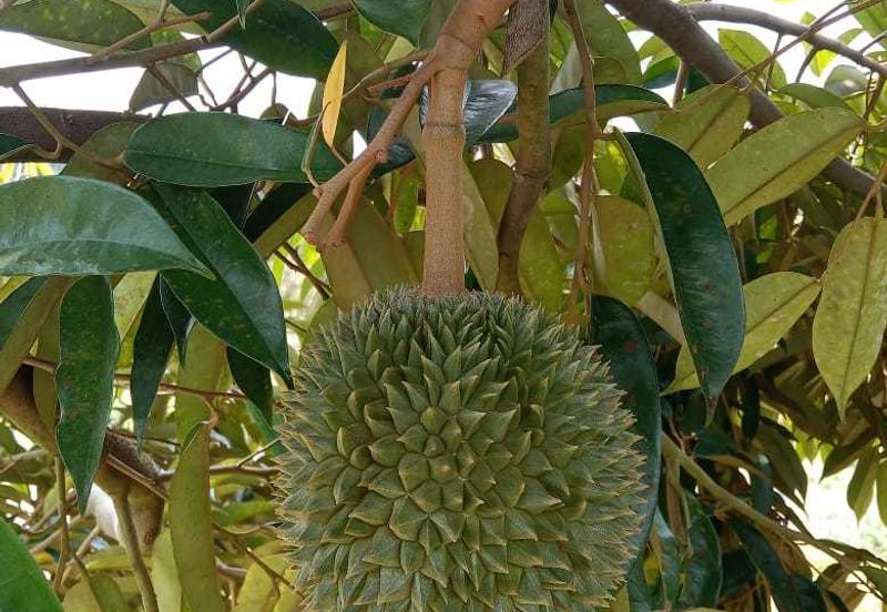 Dusun Durian Perak Manong Untuk Dijual