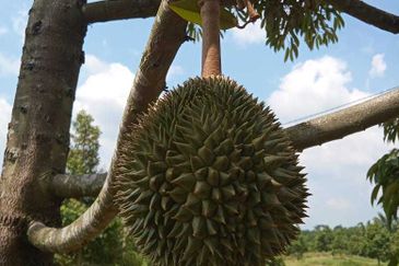Dusun Durian Perak Manong Untuk Dijual