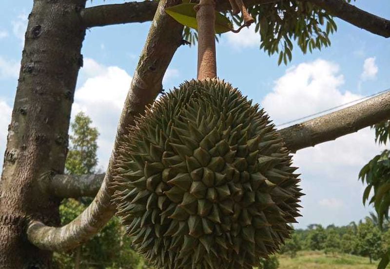 Dusun Durian Perak Manong Untuk Dijual
