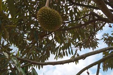Dusun Durian Perak Manong Untuk Dijual