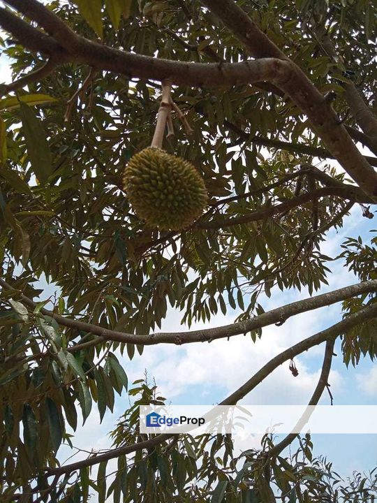 Dusun Durian Perak Manong Untuk Dijual, Perak, Manong Matang