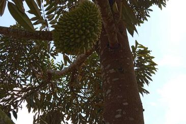 Dusun Durian Perak Manong Untuk Dijual