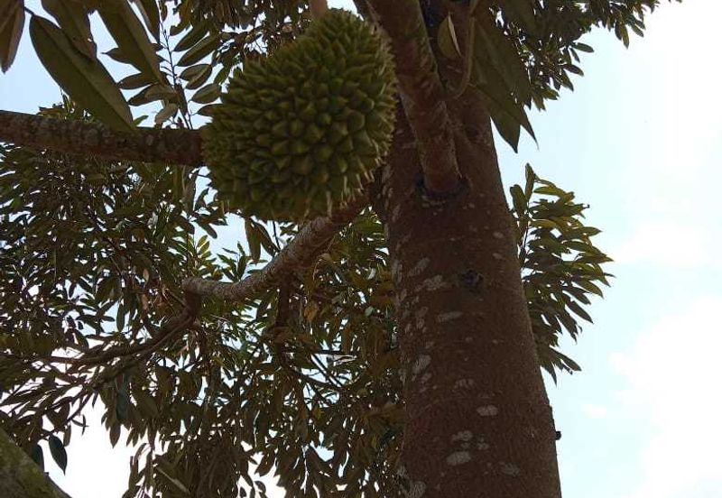 Dusun Durian Perak Manong Untuk Dijual