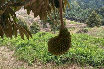 Dusun Durian Perak Manong Untuk Dijual