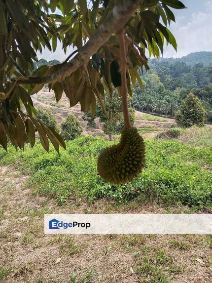 Dusun Durian Perak Manong Untuk Dijual, Perak, Manong Matang