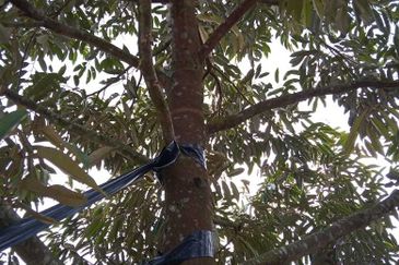 Dusun Durian Perak Manong Untuk Dijual