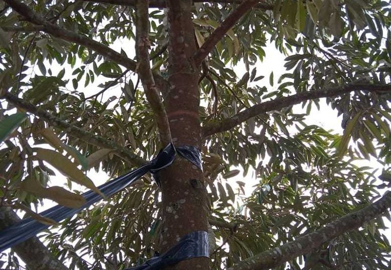 Dusun Durian Perak Manong Untuk Dijual