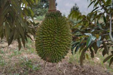 Dusun Durian Perak Manong Untuk Dijual
