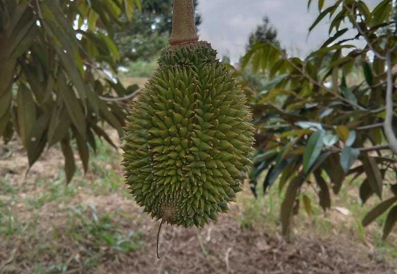 Dusun Durian Perak Manong Untuk Dijual