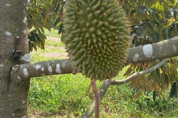Dusun Durian Perak Manong Untuk Dijual